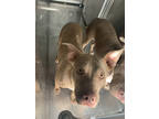 Adopt 53974652 a Gray/Blue/Silver/Salt & Pepper American Pit Bull Terrier /