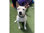 Adopt Kirby a White American Pit Bull Terrier / Mixed dog in Valley View