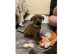 Adopt Frannie a Brindle Plott Hound / Mixed dog in Henderson, KY (38978270)