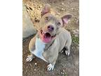 Adopt Emerinne K79 8/10/23 a Tan/Yellow/Fawn American Pit Bull Terrier / Mixed