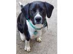Adopt Sissy a Black - with White Border Collie / Pointer / Mixed dog in Lenoir