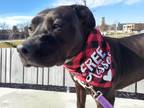 Adopt Madonna a Black American Pit Bull Terrier / Mixed dog in South Bend