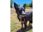 Adopt Maci a Black Border Collie / Australian Cattle Dog / Mixed dog in