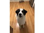 Adopt Pickles a White - with Black Great Pyrenees / Border Collie / Mixed dog in