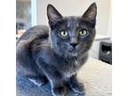 Adopt Scarlett Apple a Gray or Blue Domestic Shorthair / Mixed cat in Mission