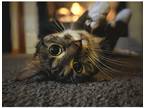 Adopt Luna a Tiger Striped Tabby / Mixed (short coat) cat in Apple Valley