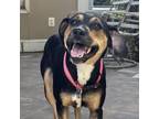 Adopt Nessa a Black Shepherd (Unknown Type) / Mixed dog in Fairfax Station