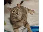 Adopt Smokey a Calico or Dilute Calico American Shorthair / Mixed (medium coat)