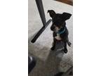 Adopt Roman a Black - with Tan, Yellow or Fawn Jack Russell Terrier / Mixed dog