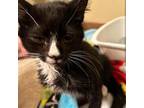 Adopt Rex a All Black Domestic Shorthair / Mixed cat in Wichita, KS (38909650)