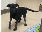 Adopt Lyla a Labrador Retriever / Hound (Unknown Type) / Mixed dog in Pine