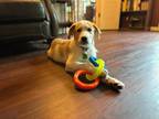 Adopt Mango *PENDING ADOPTION* a White - with Tan, Yellow or Fawn Great Pyrenees