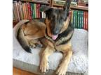 Adopt Waldo a Black Shepherd (Unknown Type) / Mixed dog in Austin, TX (36458982)