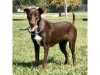 Adopt Julia a Brown/Chocolate Mixed Breed (Medium) / Mixed dog in New Iberia