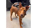 Adopt Dee a Red/Golden/Orange/Chestnut Mixed Breed (Medium) / Mixed dog in New