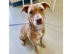 Adopt Belinda a Tan/Yellow/Fawn Labrador Retriever / Mixed dog in New Iberia