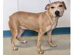 Adopt Ariel a Tan/Yellow/Fawn Mixed Breed (Medium) / Mixed dog in New Iberia