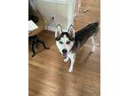 Adopt Westin a Black - with White Husky / Mixed dog in Newport News