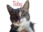 Adopt Toby a Gray, Blue or Silver Tabby Domestic Shorthair / Mixed (short coat)