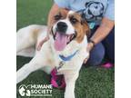 Adopt SEQUOIA a Tricolor (Tan/Brown & Black & White) Foxhound / Mixed dog in