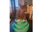 Adopt Ashley Pfister a Gray or Blue (Mostly) Domestic Shorthair / Mixed (short