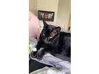 Adopt BobaTea a All Black Domestic Shorthair / Mixed (short coat) cat in