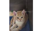 Adopt *Petsmart* a Orange or Red Domestic Shorthair / Domestic Shorthair / Mixed
