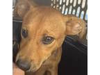 Adopt Zion a Tan/Yellow/Fawn Mixed Breed (Small) / Mixed dog in St.