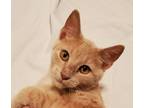 Adopt Buffy a Tan or Fawn Domestic Shorthair (short coat) cat in Geneseo