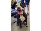 Adopt HANNAH BELLE a Black - with White Pit Bull Terrier / Mixed Breed (Medium)