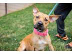 Adopt Macy a Brown/Chocolate American Pit Bull Terrier / Mixed dog in South