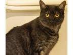 Adopt Ava-sniff a Domestic Shorthair / Mixed (short coat) cat in Park City
