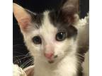 Adopt Lemon Pepper a Gray or Blue Domestic Shorthair / Mixed cat in St.