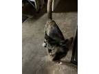 Adopt Katy a Calico or Dilute Calico Calico / Mixed (short coat) cat in Los