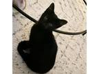 Adopt Teacup a All Black Domestic Shorthair / Mixed cat in St.