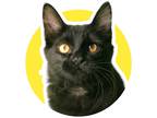 Adopt Shadow a All Black Domestic Mediumhair (long coat) cat in Jamestown