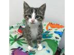 Adopt Groot a White Domestic Shorthair / Mixed cat in DETROIT LAKES
