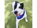 Adopt Maverick a Black Mixed Breed (Medium) / Mixed dog in Largo, FL (38906258)