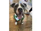 Adopt Carlos a Gray/Blue/Silver/Salt & Pepper American Pit Bull Terrier / Mixed