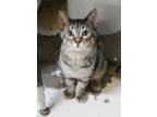 Adopt Devin a Brown or Chocolate Domestic Shorthair / Domestic Shorthair / Mixed