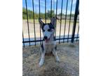 Adopt Slim a Black Husky / Mixed dog in Lancaster, TX (38910885)