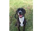 Adopt Timothy a Black Mixed Breed (Large) / Mixed dog in Jeffersonville