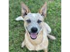 Adopt Harriet a White - with Tan, Yellow or Fawn Cattle Dog / Mixed dog in