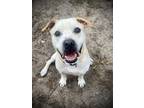 Adopt Albert a White American Pit Bull Terrier / Mixed dog in Daytona Beach