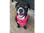 Adopt Travis a Black American Pit Bull Terrier / Mixed dog in Mesquite
