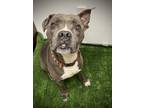 Adopt Ultra a Gray/Blue/Silver/Salt & Pepper American Pit Bull Terrier / Mixed