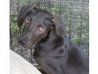 Adopt Orion a Black Labrador Retriever / Mixed dog in Bowling Green
