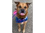 Adopt Buddy the best boy a German Shepherd Dog, Labrador Retriever