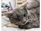 Adopt TT a Gray or Blue Domestic Shorthair / Domestic Shorthair / Mixed cat in
