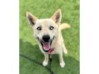 Adopt Selene a White Husky / Mixed dog in DOWNERS GROVE, IL (38514540)